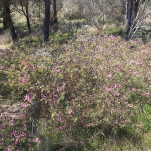 Indigofera australis subsp. australis at Gungahlin, ACT - 24 Sep 2023