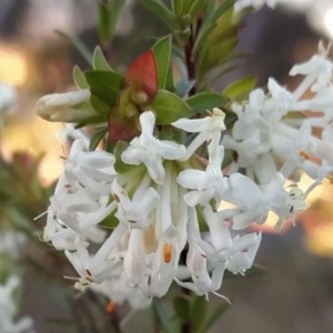 Pimelea linifolia subsp. linifolia at Fadden, ACT - 21 Sep 2023