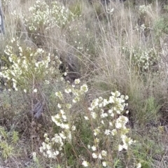 Pimelea linifolia subsp. linifolia at Fadden, ACT - 21 Sep 2023
