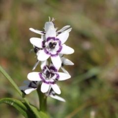 Wurmbea dioica subsp. dioica at Gungahlin, ACT - 24 Sep 2023