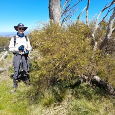 Acacia genistifolia (Early Wattle) at Gungahlin, ACT - 24 Sep 2023 by VanceLawrence