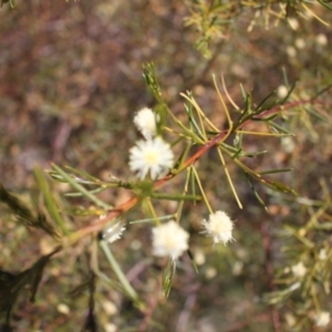 Acacia genistifolia at Gungahlin, ACT - 24 Sep 2023