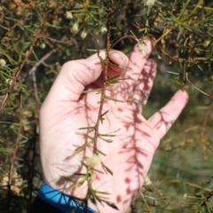 Acacia genistifolia at Gungahlin, ACT - 24 Sep 2023