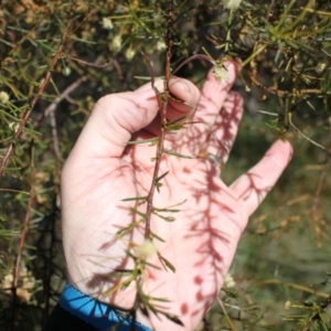 Acacia genistifolia at Gungahlin, ACT - 24 Sep 2023