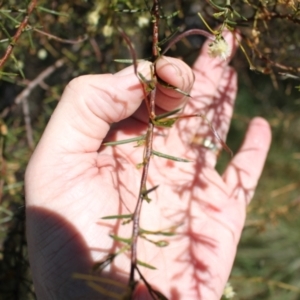 Acacia genistifolia at Gungahlin, ACT - 24 Sep 2023