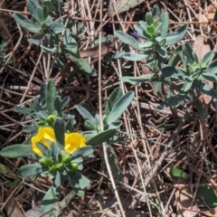 Hibbertia obtusifolia (Grey Guinea-flower) at Mount Ainslie - 23 Sep 2023 by stofbrew
