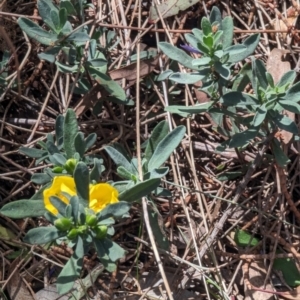 Hibbertia obtusifolia at Majura, ACT - 23 Sep 2023