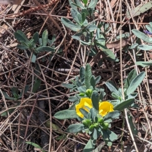 Hibbertia obtusifolia at Majura, ACT - 23 Sep 2023 01:18 PM