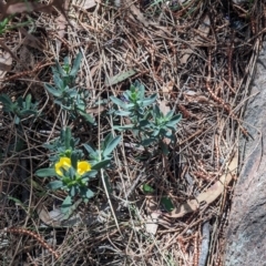 Hibbertia obtusifolia at Majura, ACT - 23 Sep 2023