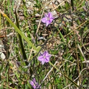 Thysanotus patersonii at Majura, ACT - 23 Sep 2023 01:08 PM