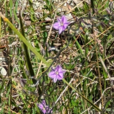 Thysanotus patersonii (Twining Fringe Lily) at Majura, ACT - 23 Sep 2023 by stofbrew