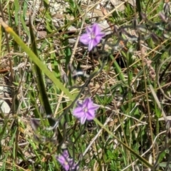 Thysanotus patersonii (Twining Fringe Lily) at Majura, ACT - 23 Sep 2023 by stofbrew