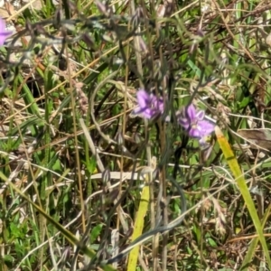 Thysanotus patersonii at Majura, ACT - 23 Sep 2023 01:08 PM