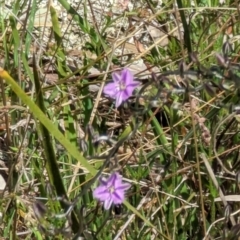 Thysanotus patersonii at Majura, ACT - 23 Sep 2023 01:08 PM