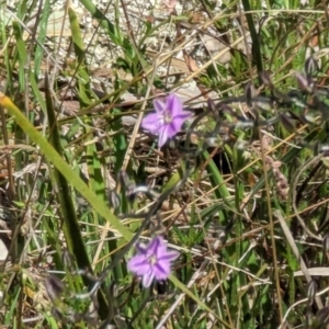 Thysanotus patersonii at Majura, ACT - 23 Sep 2023 01:08 PM