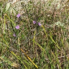 Thysanotus patersonii at Majura, ACT - 23 Sep 2023 01:08 PM