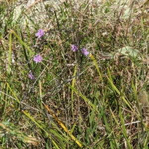 Thysanotus patersonii at Majura, ACT - 23 Sep 2023 01:08 PM