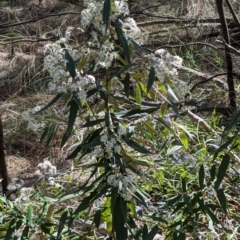 Olearia lirata (Snowy Daisybush) at Majura, ACT - 23 Sep 2023 by stofbrew