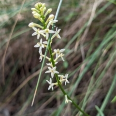 Stackhousia monogyna (Creamy Candles) at Mount Ainslie - 23 Sep 2023 by stofbrew