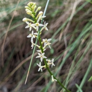 Stackhousia monogyna at Majura, ACT - 23 Sep 2023 01:28 PM