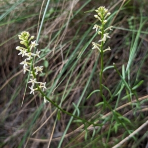 Stackhousia monogyna at Majura, ACT - 23 Sep 2023 01:28 PM