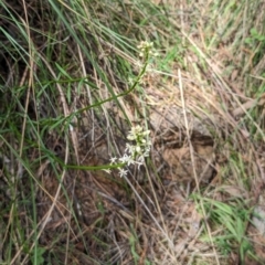 Stackhousia monogyna at Majura, ACT - 23 Sep 2023 01:28 PM