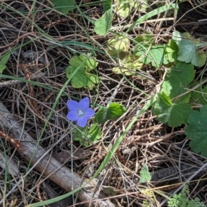 Wahlenbergia sp. at Majura, ACT - 23 Sep 2023