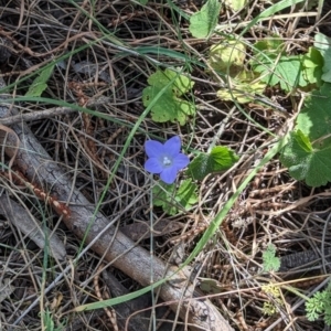 Wahlenbergia sp. at Majura, ACT - 23 Sep 2023