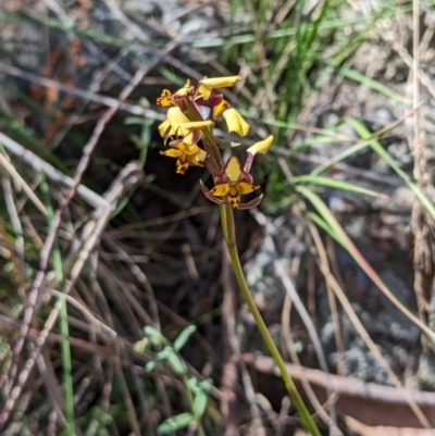 Diuris pardina (Leopard Doubletail) at Mount Ainslie - 23 Sep 2023 by stofbrew