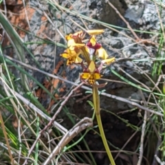 Diuris pardina at Majura, ACT - suppressed