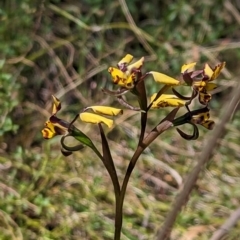 Diuris pardina at Majura, ACT - suppressed