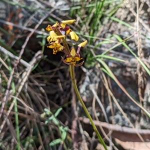 Diuris pardina at Majura, ACT - 23 Sep 2023