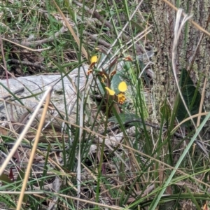 Diuris pardina at Majura, ACT - 23 Sep 2023