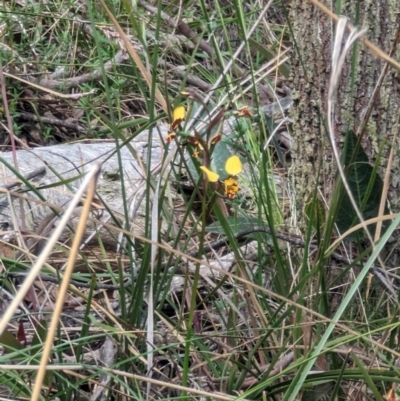 Diuris pardina (Leopard Doubletail) at Majura, ACT - 23 Sep 2023 by stofbrew