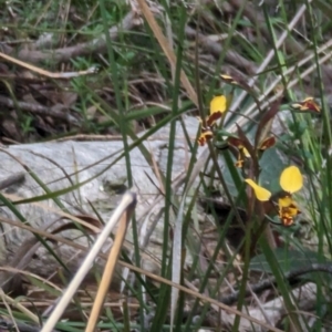 Diuris pardina at Majura, ACT - 23 Sep 2023