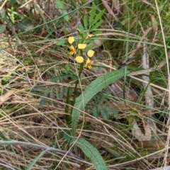 Diuris pardina at Majura, ACT - suppressed