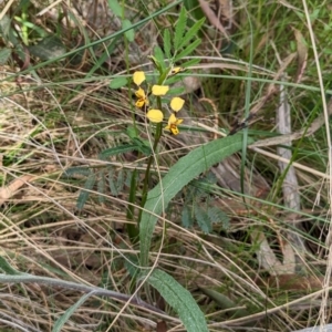 Diuris pardina at Majura, ACT - 23 Sep 2023