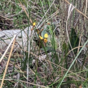 Diuris pardina at Majura, ACT - 23 Sep 2023