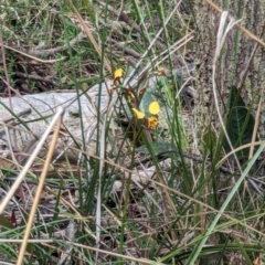 Diuris pardina at Majura, ACT - suppressed