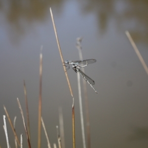 Austrolestes leda at Gungahlin, ACT - 24 Sep 2023