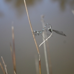 Austrolestes leda at Gungahlin, ACT - 24 Sep 2023