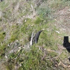 Tiliqua rugosa at Gungahlin, ACT - 24 Sep 2023