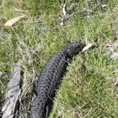 Tiliqua rugosa at Gungahlin, ACT - 24 Sep 2023