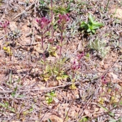 Parentucellia latifolia (Red Bartsia) at Tuggeranong, ACT - 24 Sep 2023 by LPadg