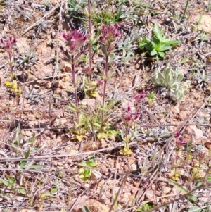 Parentucellia latifolia at Tuggeranong, ACT - 24 Sep 2023