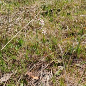 Wurmbea dioica subsp. dioica at Tuggeranong, ACT - 24 Sep 2023