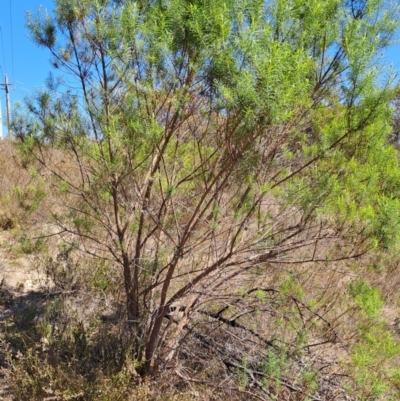 Cassinia longifolia (Shiny Cassinia, Cauliflower Bush) at Tuggeranong, ACT - 24 Sep 2023 by LPadg