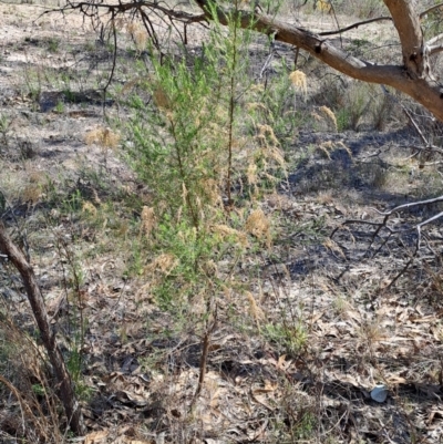 Cassinia sifton (Sifton Bush, Chinese Shrub) at Wanniassa Hill - 24 Sep 2023 by LPadg