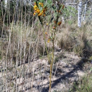 Daviesia mimosoides subsp. mimosoides at Tuggeranong, ACT - 24 Sep 2023