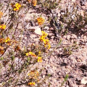 Lampides boeticus at Tuggeranong, ACT - 24 Sep 2023 10:47 AM